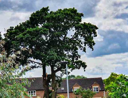 Ancient Oak Tree Felled In Peterborough