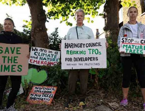 Haringey Tree Protectors Occupy Trees In Highgate