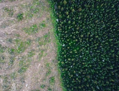 Forests destroyed for UK Power Station