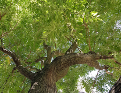 Canopy (National Tree Coalition)